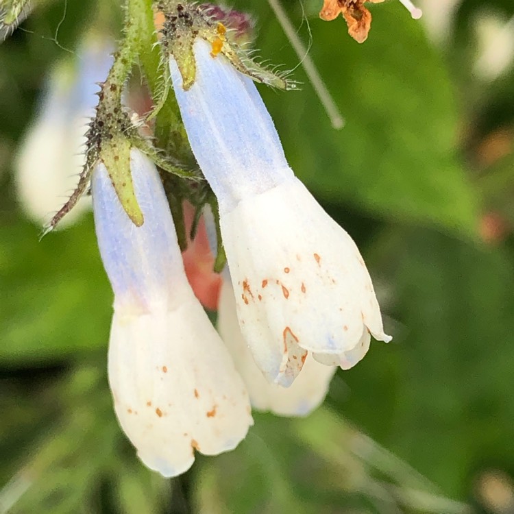 Plant image Symphytum 'Hidcote Blue'