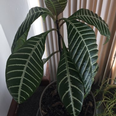 Aphelandra Squarrosa