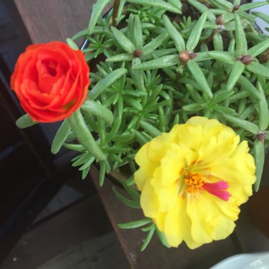 Portulaca grandiflora