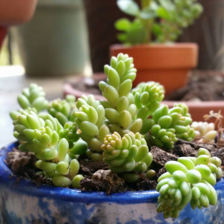 Plant image Sedum Acre