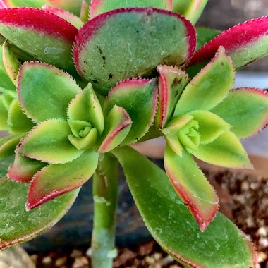 Aeonium Haworthii Dreamcolour