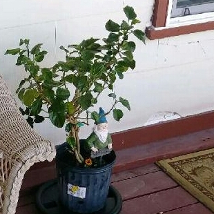 Plant image Hibiscus moscheutos 'Lord Baltimore'