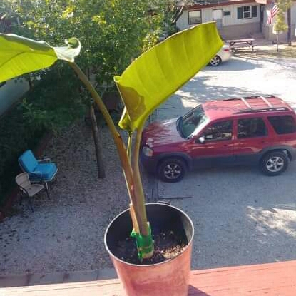 Plant image Canna 'Bird of Paradise'