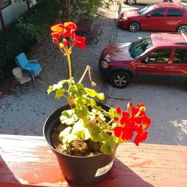 Plant image Pelargonium 'Duebezre' (Big EEZE Series) syn. Pelargonium 'Big EEZE Red'