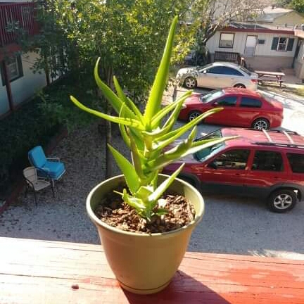 Plant image Aloe Ciliaris