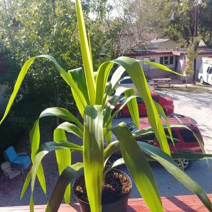 Plant image Dracaena deremenis 'Rikki'