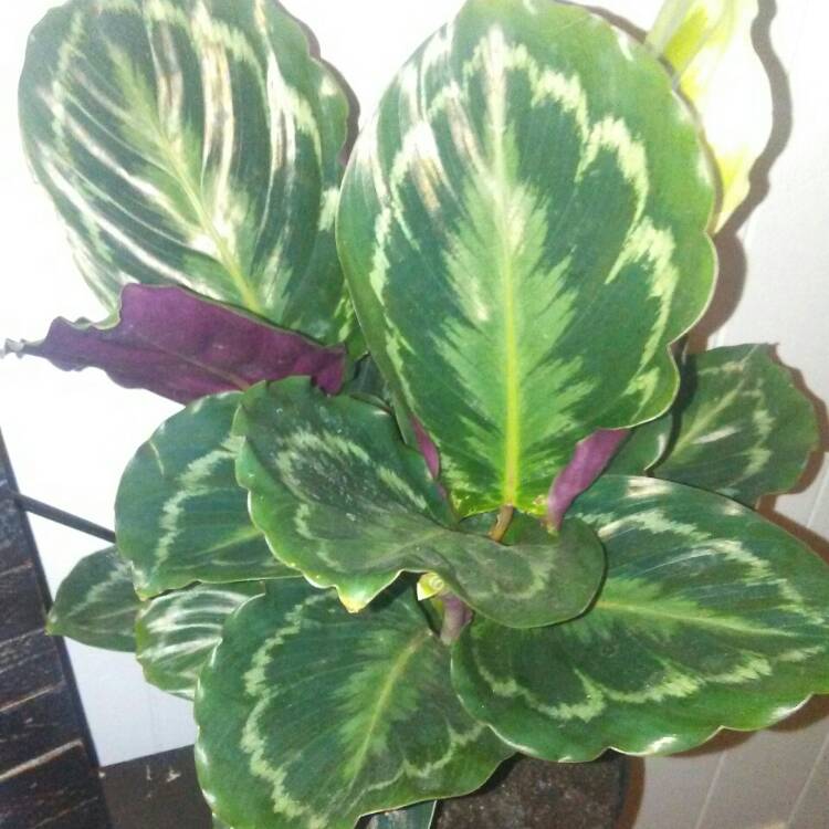 Plant image Calathea veitchiana