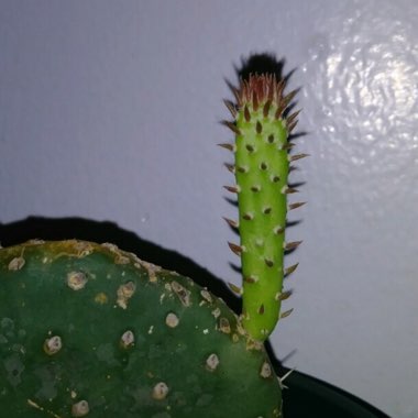 Opuntia