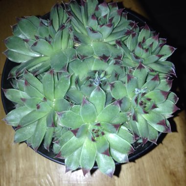 Sempervivum Adelmoed