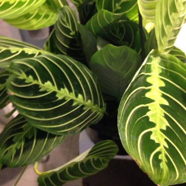 Maranta Leuconeura ‘Marisela'