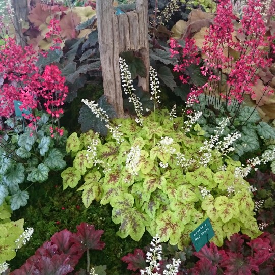 x Heucherella 'Yellowstone Falls'