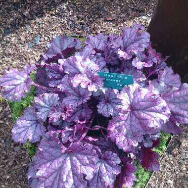 Heuchera 'Forever Purple'