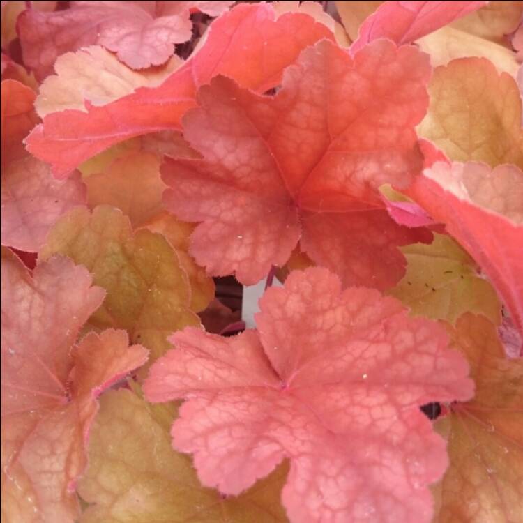 Plant image Heuchera 'Rio'