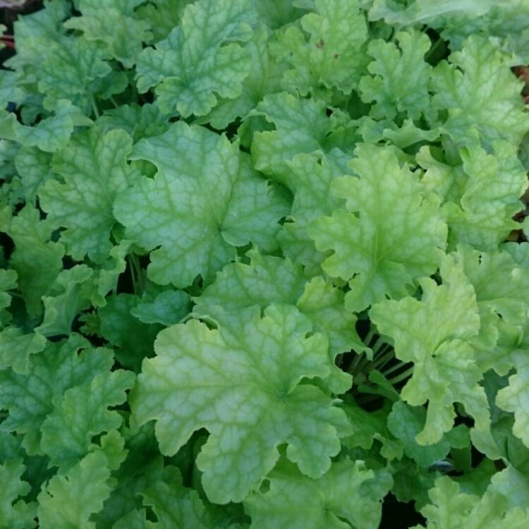 Plant image Heuchera 'Lime Ruffles'