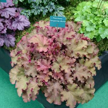 Heuchera 'Forever Purple'