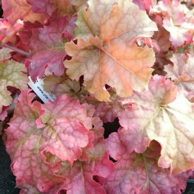 Plant image Heuchera 'Phoebe's Blush'