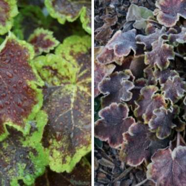 x Heucherella 'Solar Eclipse'