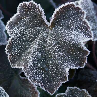 Heuchera 'Walnut'