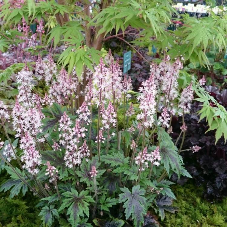 Plant image Tiarella 'Sugar and Spice'