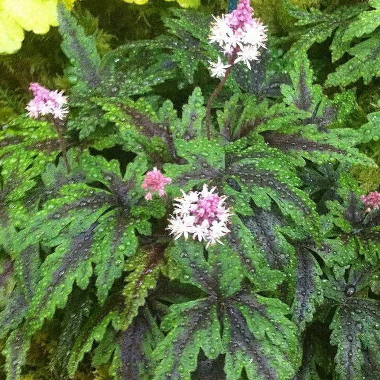 Plant image Tiarella 'Angel Wings' (Fox Series)