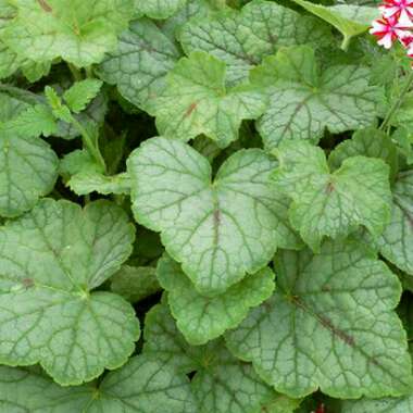 x Heucherella 'Viking Ship'