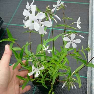 Phlox divaricata 'May Breeze'