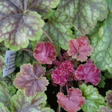 x Heucherella 'Yellowstone Falls'