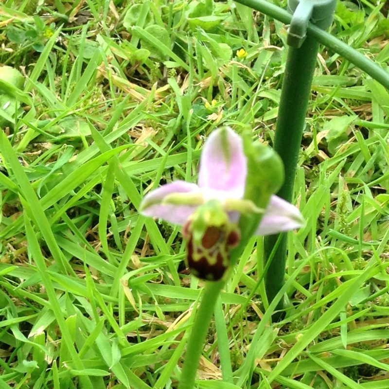 Plant image Ophrys apifera