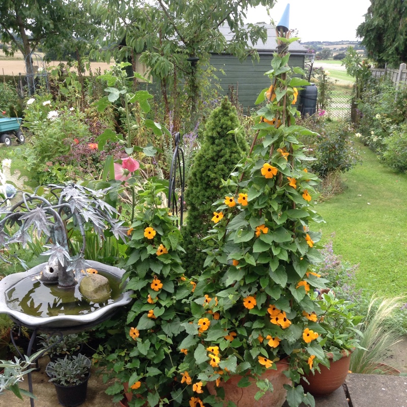 Thunbergia alata