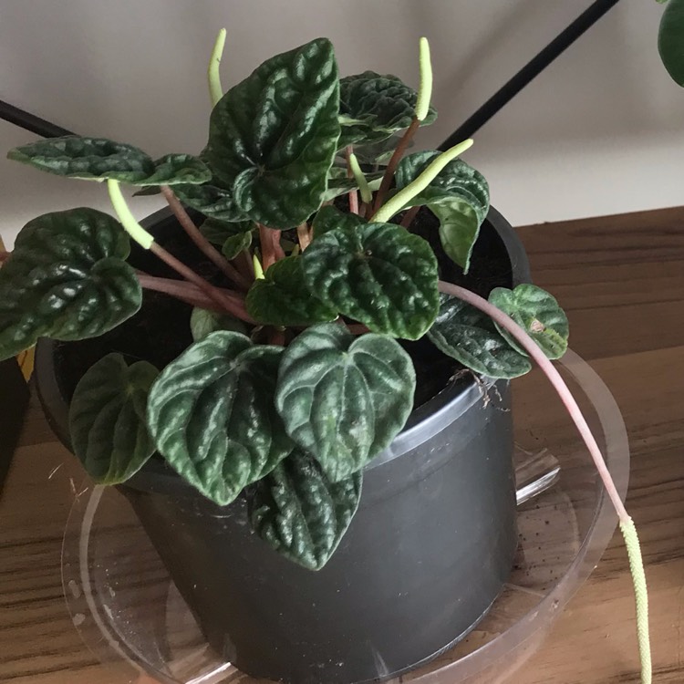 Plant image Peperomia caperata 'Emerald Ripple'