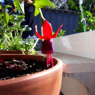 Fuchsia 'Snowcap'