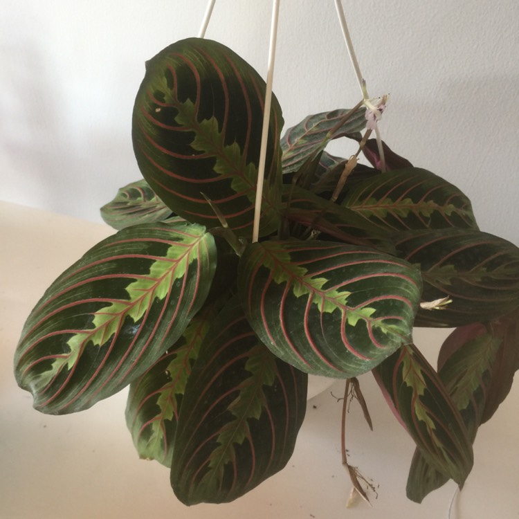 Plant image Calathea roseopicta