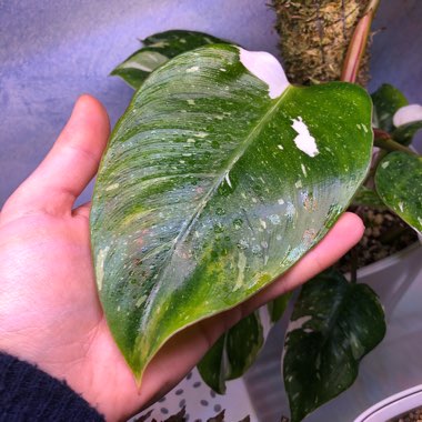 Philodendron 'White Princess'