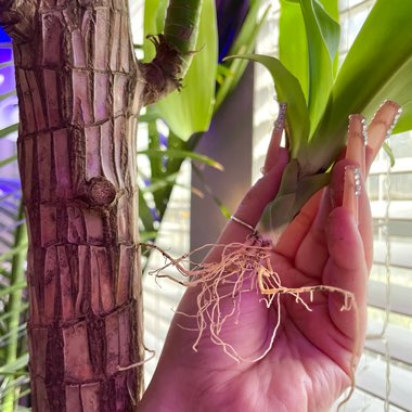 Dracaena Massangeana Fragrans