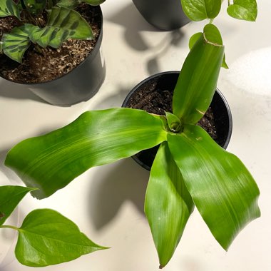 Dracaena Massangeana Fragrans