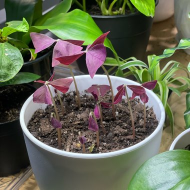 Oxalis Triangularis 'Mike'