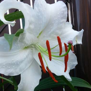 Lily (Asiatic)