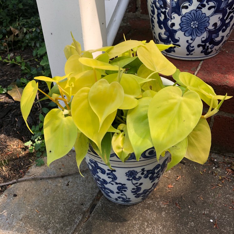 Plant image Philodendron hederaceum 'Aureum' syn. Philodendron hederaceum 'Lemon Lime', Philodendron hederaceum 'Neon'