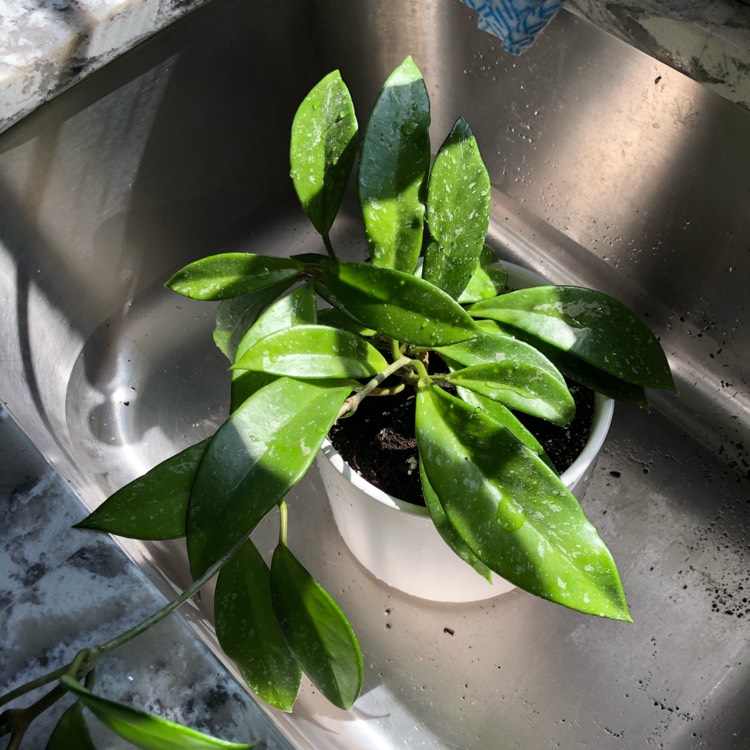 Plant image Hoya Pubicalyx