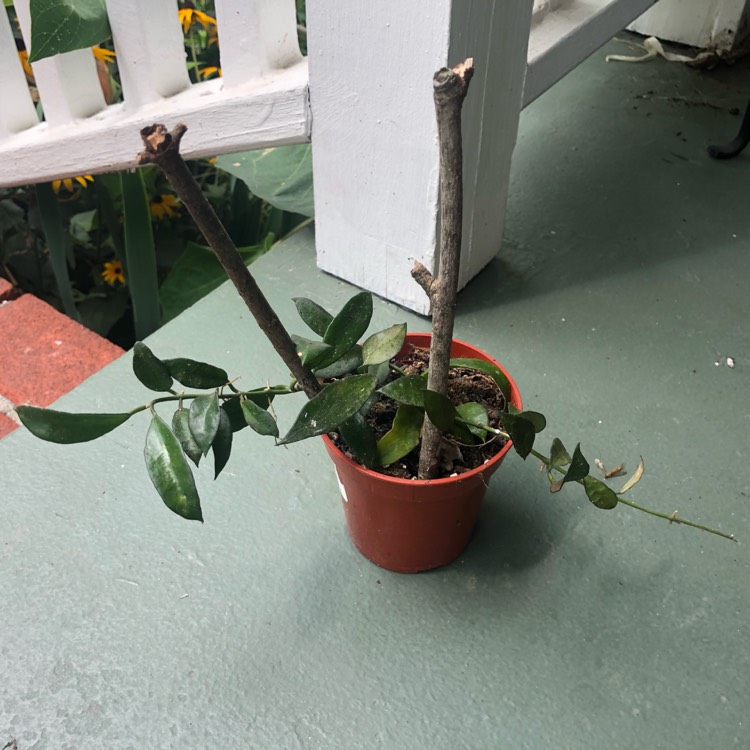 Plant image Hoya lacunosa var. lacunosa