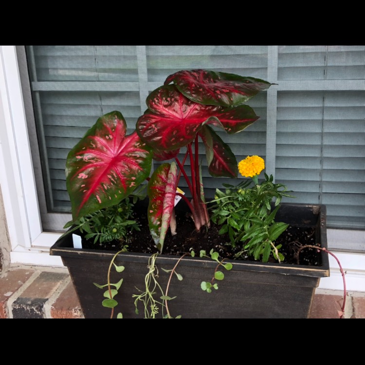 Plant image Caladium 'Buck'