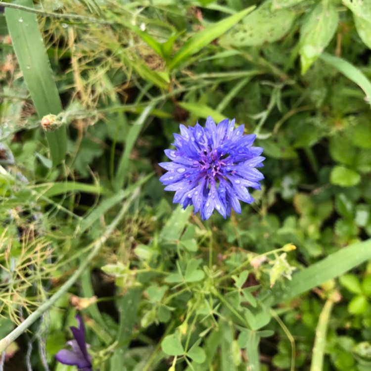 Plant image Centaurea cyanus 'Double Blue'.