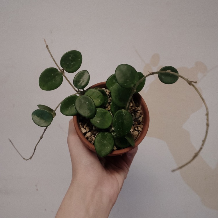 Plant image Hoya 'Mathilde'