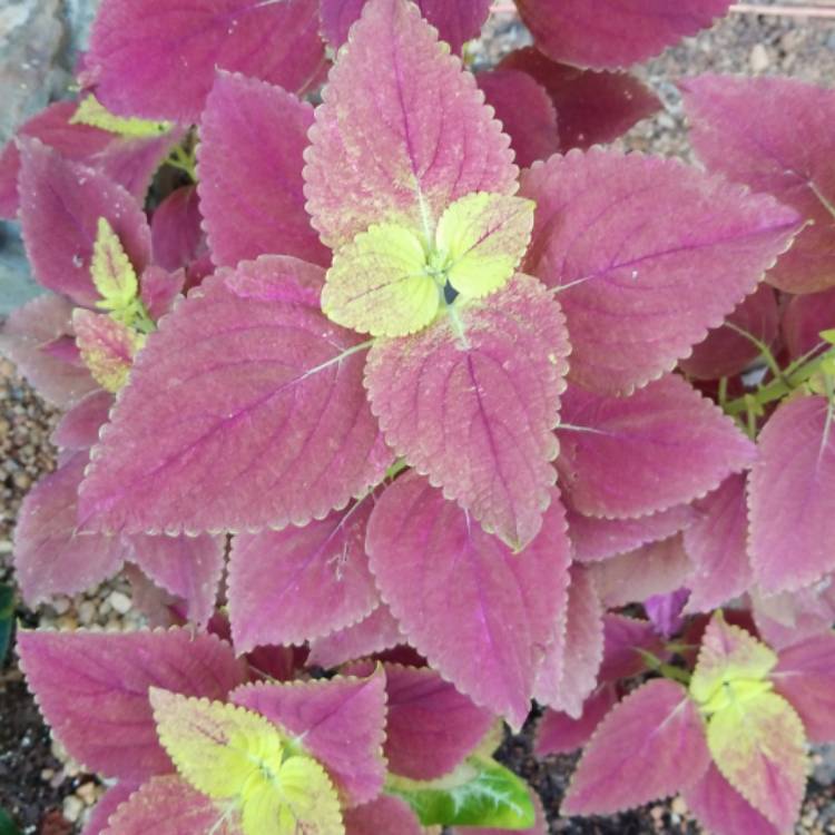 Plant image Plectranthus scutellarioides 'Redhead'