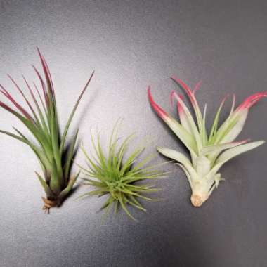 Tillandsia brachycaulos