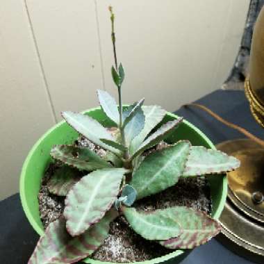 Kalanchoe Humilis