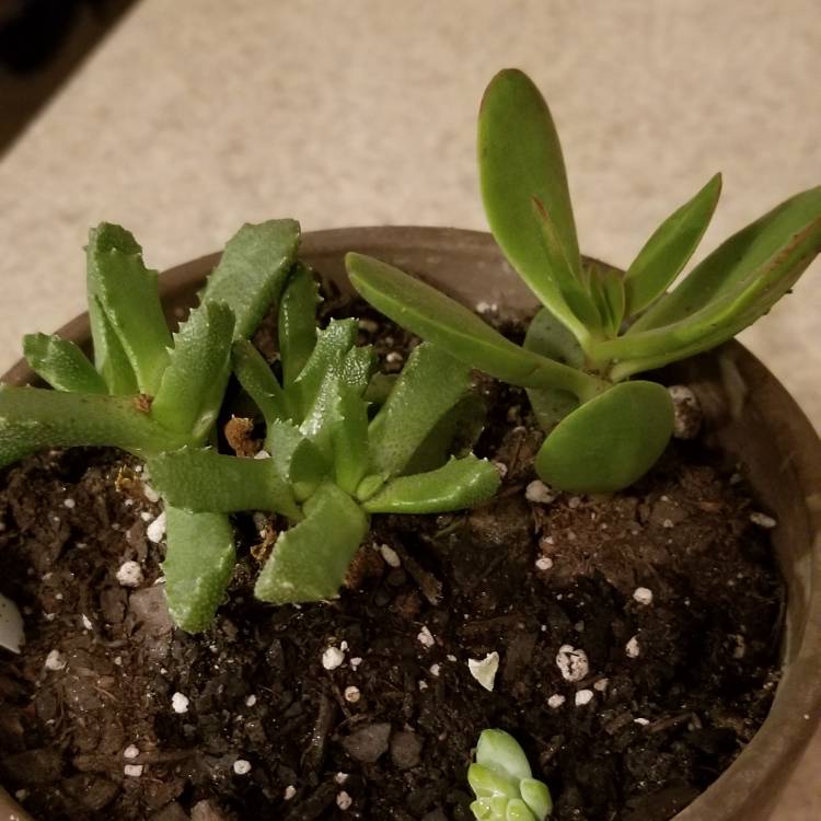 Plant image Faucaria tigrina variegata