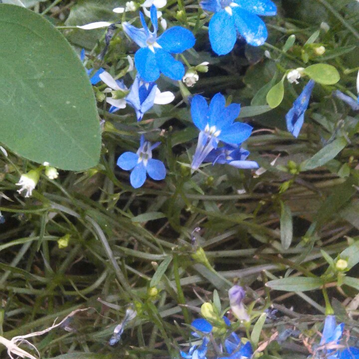 Trailing Lobelia