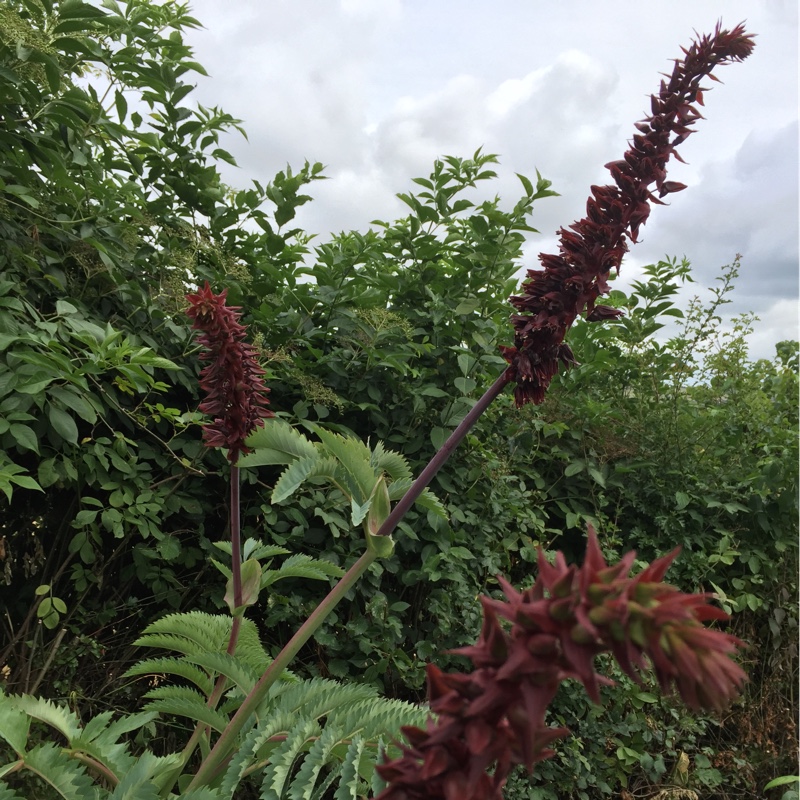 Plant image Melianthus major 'Purple Haze'