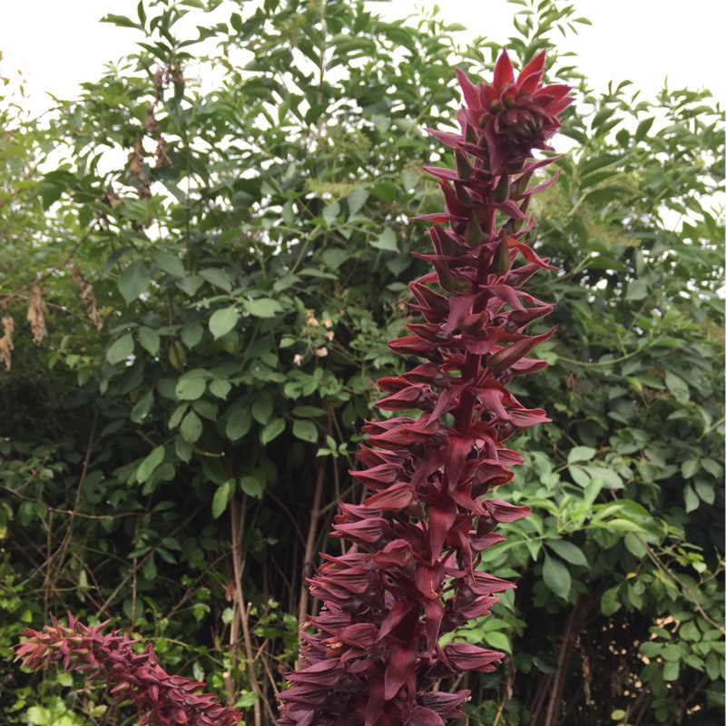 Plant image Melianthus major 'Purple Haze'